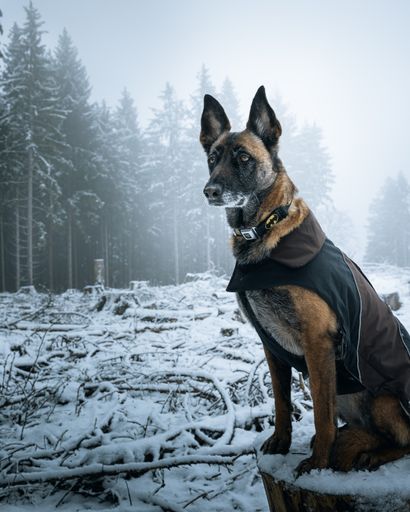 An adorable black-coated canine sitting in a snow-covered field surrounded by trees.