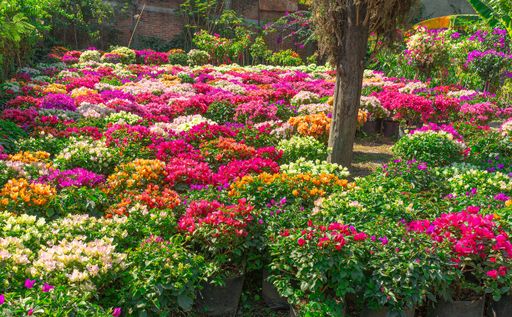 A colorful bougainvillea flowers on pots displayed in the garden