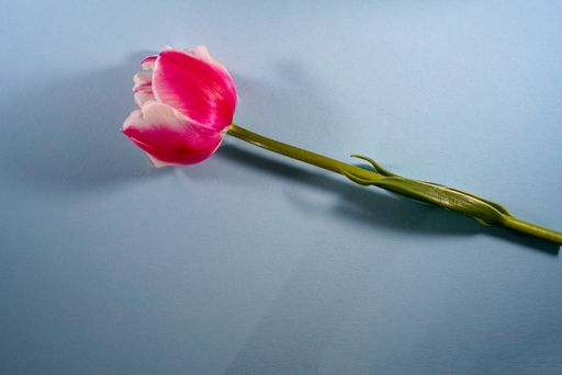 A top view of a pink tulip on a blue surface