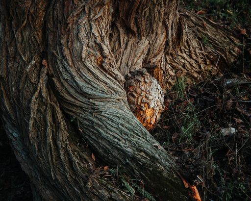 A closeup shot of thick tree trunk and roots