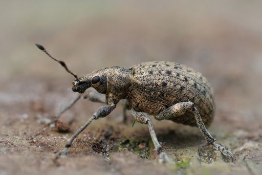 A close-up shot of a plant parasite weevil, Liophloeus tessulatus on a wooden surface