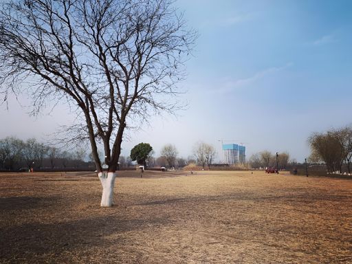 A tree in a meadow with a modern white building in the distance