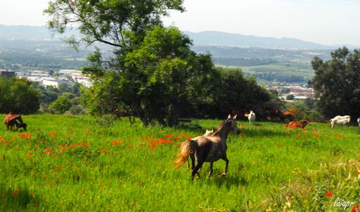 A closeup shot of a horse running in the green field with random red flowers