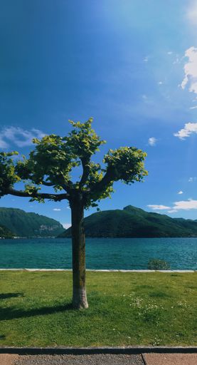 A vertical shot of a tree in a park next to a lake on a sunny day with hills in the background