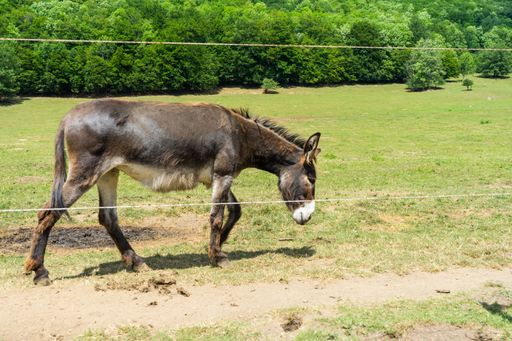 A closeup shot of a donkey in a field with grass and green trees in the background