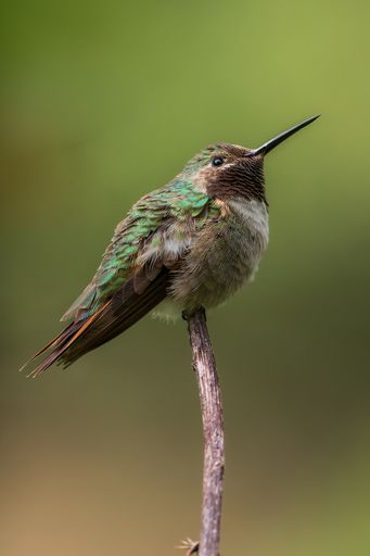 A vertical closeup of a hummingbird perched on a tree branch