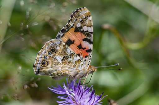 The macro of the painted lady (Vanessa cardui) butterfly with closed wings