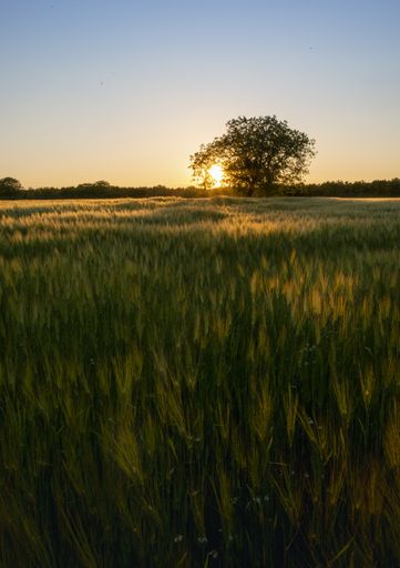 A vertical shot of a green field with one tree in the background at sunset