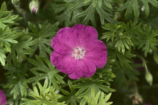 A purple Bloody Crane's-bill grown in the garden