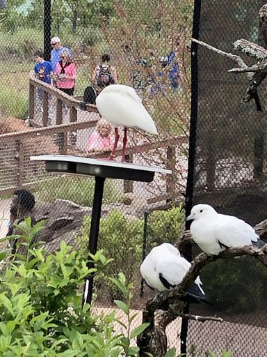 Tourists walk through outdoor aquarium aviary pass by white birds on perches.
