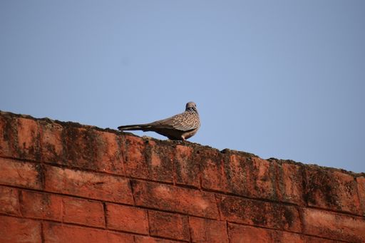 A cute turtle dove bird perched on the top of an old red brick building against cloudless blue sky