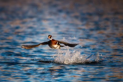 A serene photograph of a male Wood Duck taking off from the water