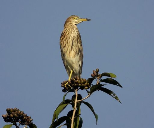 A small bird perched atop a tree branch in a natural outdoor setting