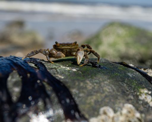 A closeup shot of a black crab on a wet rock on a beach