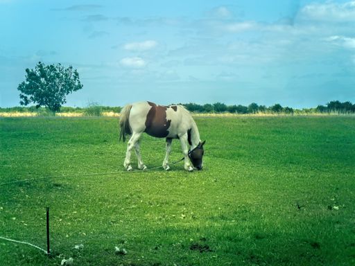 Shot of a horse grazing in the Argentine Pampean plain. Pipinas, Punta Indio, Buenos Aires
