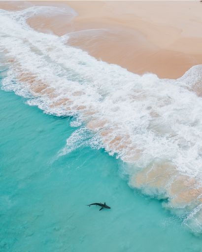 A shark swimming in the crystal-clear waters of a tropical ocean
