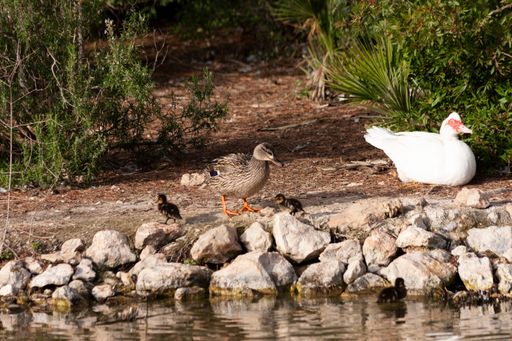 A closeup shot of cute ducks and ducklings near a pond