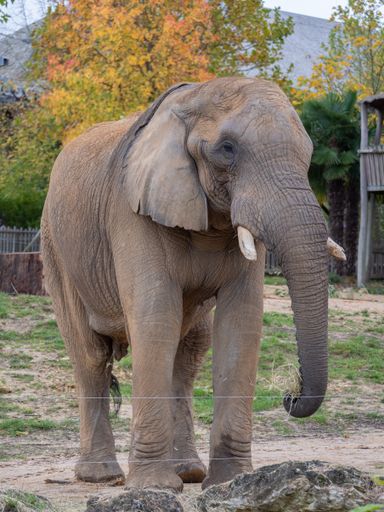 An African elephant is pictured in its enclosure at a zoo in France