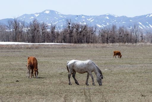 A harras of brown horses and foals grazing on a meadow field