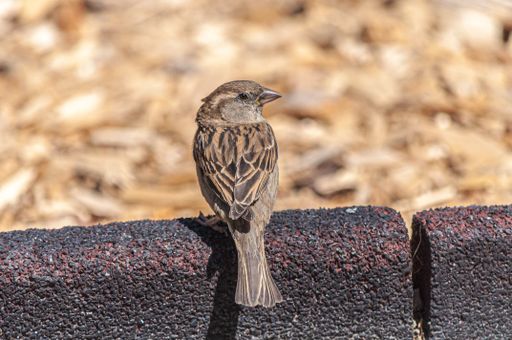A closeup shot of a small house sparrow bird in a park