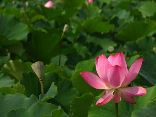 A blooming lotus flower in the pond