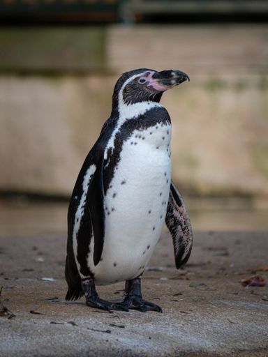 A closeup shot of a Humboldt penguin in the zoo. France
