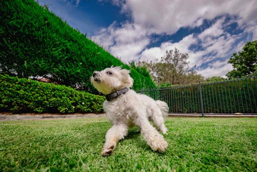 A medium-sized dog is running joyfully through a lush, green grassy area in a suburban yard