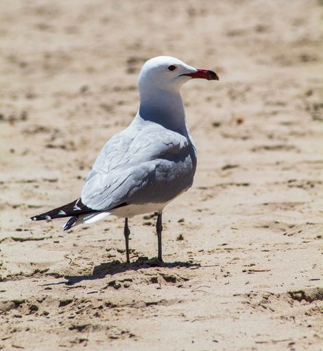 A selective focus shot of a seagull with a red beak on a sandy beach