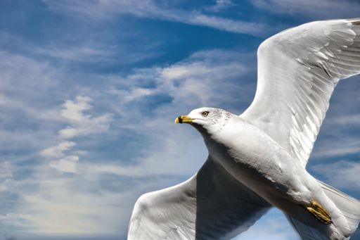 A closeup of a ring-billed gull flying in the blue sky