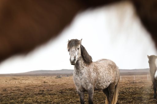 A beautiful shot of a dapple gray horse in a grass field