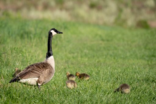 A closeup shot of duck family