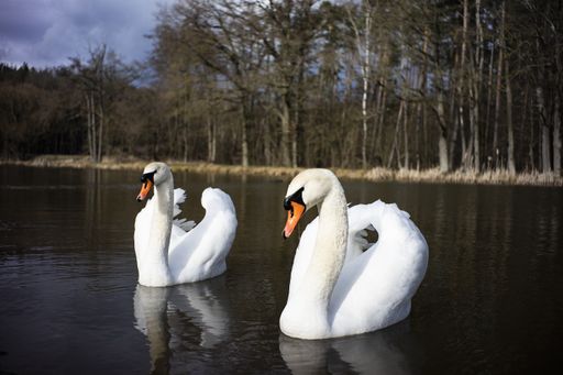 A beautiful view of mute swan swimming on the lake