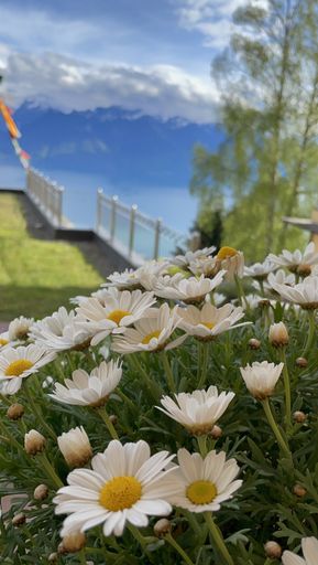A vertical shot of fresh chamomile near Geneva Lake in Switzerland