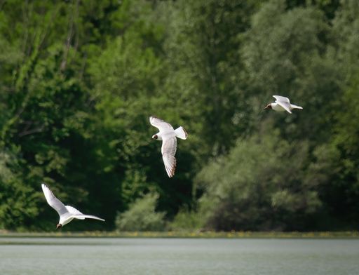 A beautiful shot of flying black-headed gulls over the lake against trees background