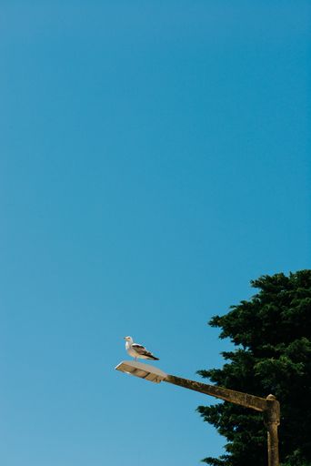 A low angle shot of a seagull on a street light