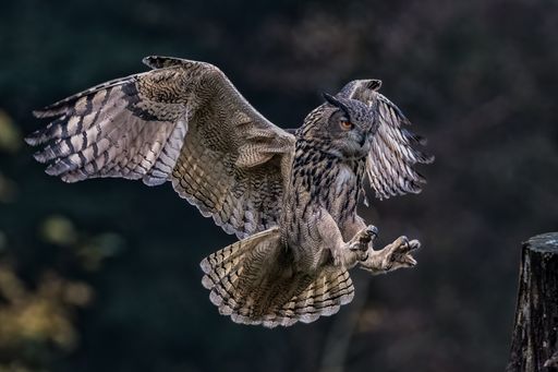 A Eurasian eagle owl in a mid-flight with its wings spread.