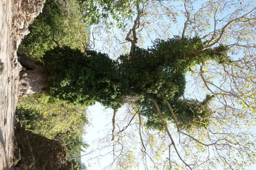 A tree with overgrown leaves and vines on its trunk