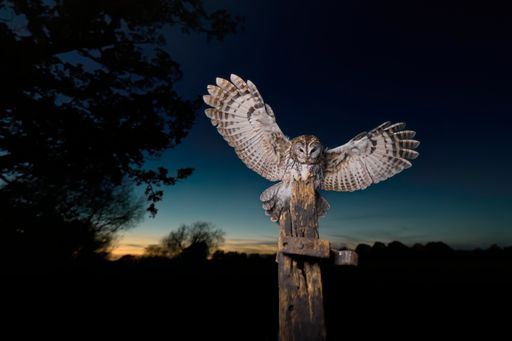 A majestic barred owl landing on a wooden post at night
