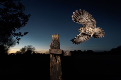 A majestic barred owl landing on a wooden post at night