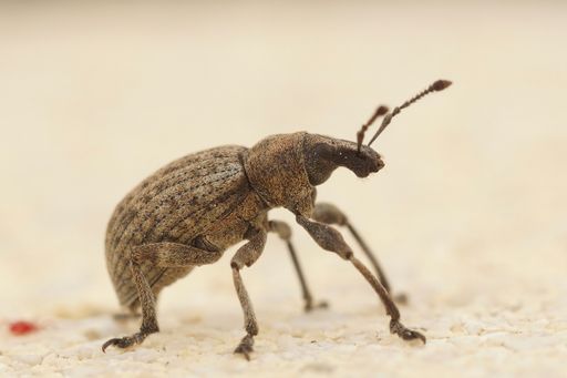 Detailed close-up shot of a plant parasite weevil, Liophloeus tessulatus on a wooden surface