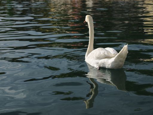 A beautiful view of a mute swan swimming on the lake