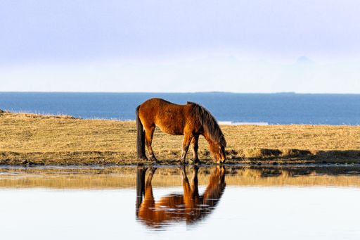 A beautiful brown pony drinking water from a serene lake