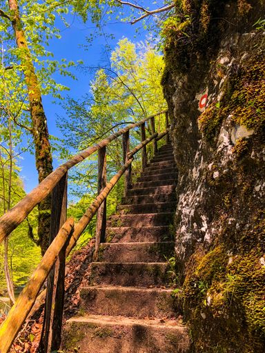 A vertical shot of an overgrown staircase in the forest