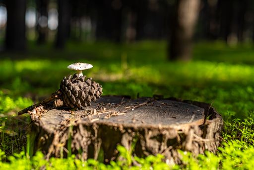A closeup shot of a fungus growing on a cut tree trunk