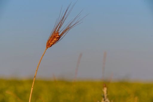 A closeup of ripe yellow wheat ears, a golden rye field on a sunny day, in the harvest season