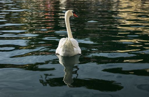 A beautiful shot of a mute swan swimming on the lake