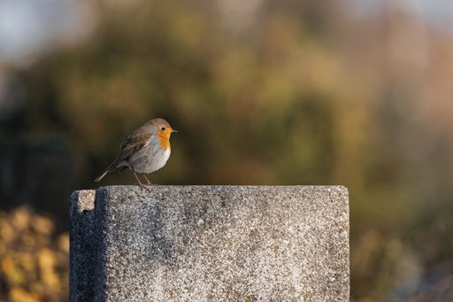 A robin perched on the side of a grey stone wall, looking out into the distance