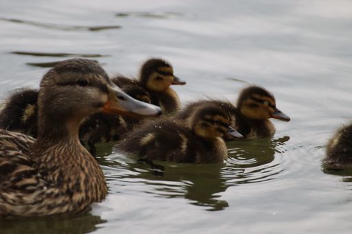 A closeup shot of a mother duck and a group of babies in a lake