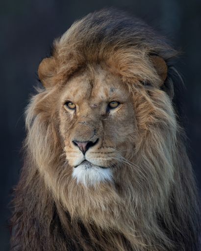 A vertical portrait of an African lion