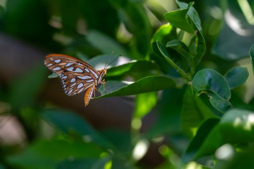 A closeup of a pale swallowtail perched on a green shrub
